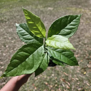 Peanut Butter Tree Live Plant - Bunchosia argentea, 4 Inch Pot, Tropical - Image 4