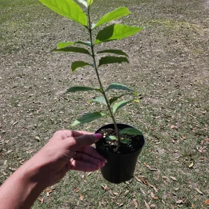 Peanut Butter Tree Live Plant - Bunchosia argentea, 4 Inch Pot, Tropical - Image 5