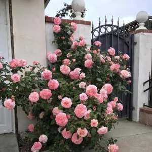 Pearly Gates Peachy Climbing Rose Live Plant - 4-7 Inch Tall Rose Bush - Image 2