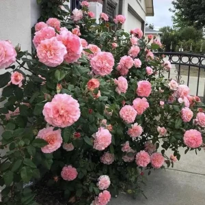 Pearly Gates Peachy Climbing Rose Live Plant - 4-7 Inch Tall Rose Bush - Image 3