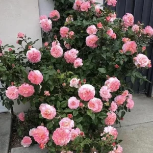 Pearly Gates Peachy Climbing Rose Live Plant - 4-7 Inch Tall Rose Bush - Image 4