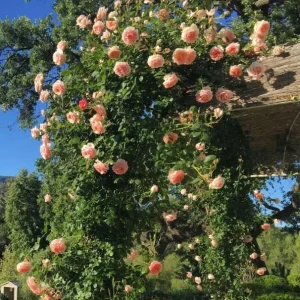 Pearly Gates Peachy Climbing Rose Live Plant - 4-7 Inch Tall Rose Bush - Image 5