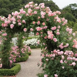 Pearly Gates Peachy Climbing Rose Live Plant - 4-7 Inch Tall Rose Bush - Image 6