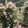 Pearly Gates Peachy Climbing Rose Live Plant - 4-7 Inch Tall Rose Bush - Image 1
