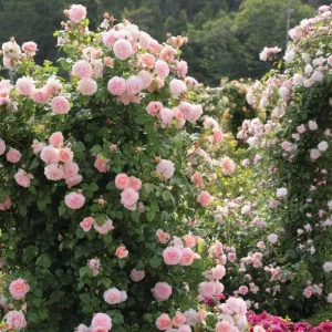Pearly Gates Peachy Climbing Rose Live Plant - 4-7 Inch Tall Rose Bush - Image 1