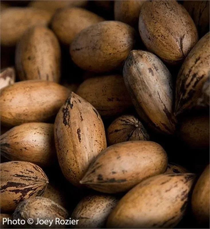 Pecan Tree Seedlings Live Plants - 8+ Inches Tall, Set of 2 Bare Root - Image 1