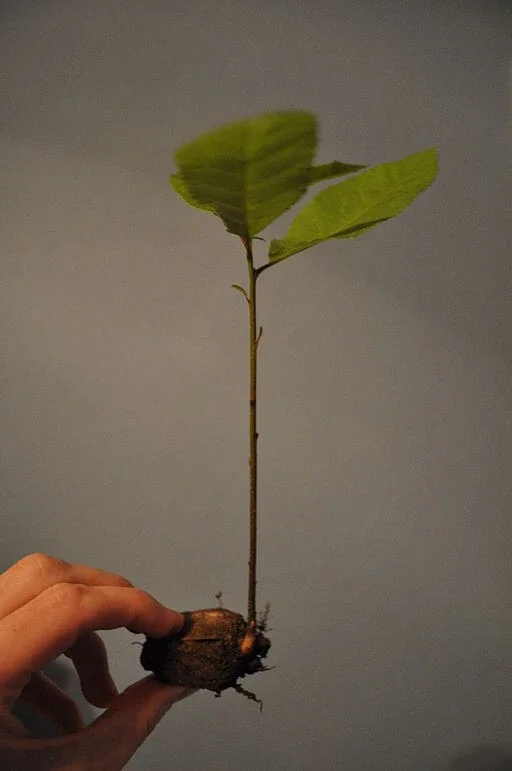 Pecan Tree Seedlings Live Plants - 8+ Inches Tall, Set of 2 Bare Root - Image 2