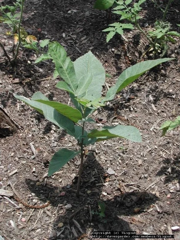 Pecan Tree Seedlings Live Plants - 8+ Inches Tall, Set of 2 Bare Root - Image 4