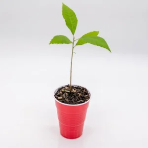 Pecan Tree Seedlings Live Plants - Carya illinoinensis, 8+ Inches Tall, Set of 2 Bare Root - Image 3