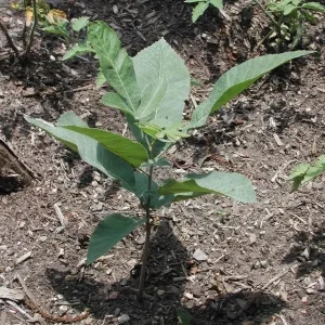 Pecan Tree Seedlings Live Plants - Carya illinoinensis, 8+ Inches Tall, Set of 2 Bare Root - Image 4