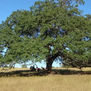 Pecan Tree Seedlings Live Plants - Carya illinoinensis, 8+ Inches Tall, Set of 2 Bare Root - Image 8
