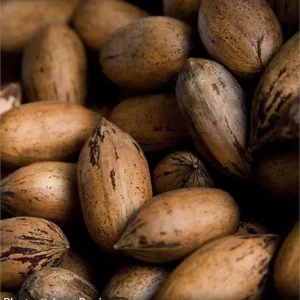 Pecan Tree Seedlings Live Plants - Carya illinoinensis, 8+ Inches Tall, Set of 2 Bare Root - Image 1