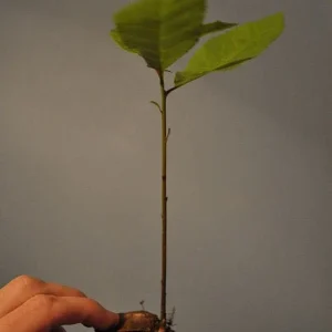 Pecan Tree Seedlings Live Plants - Set of 2, 8+ Inches Tall, Bare Root, Outdoor - Image 2