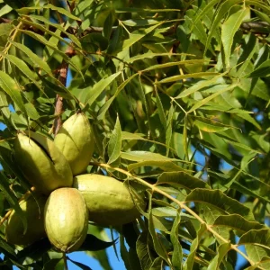 Pecan Tree Seedlings Live Plants - Set of 2, 8+ Inches Tall, Bare Root, Outdoor - Image 5