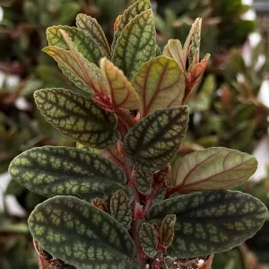 Pellionia Pulchra Rainbow Vine Live Plant – 2.5 Inch Pot – Indoor Houseplant - Image 2