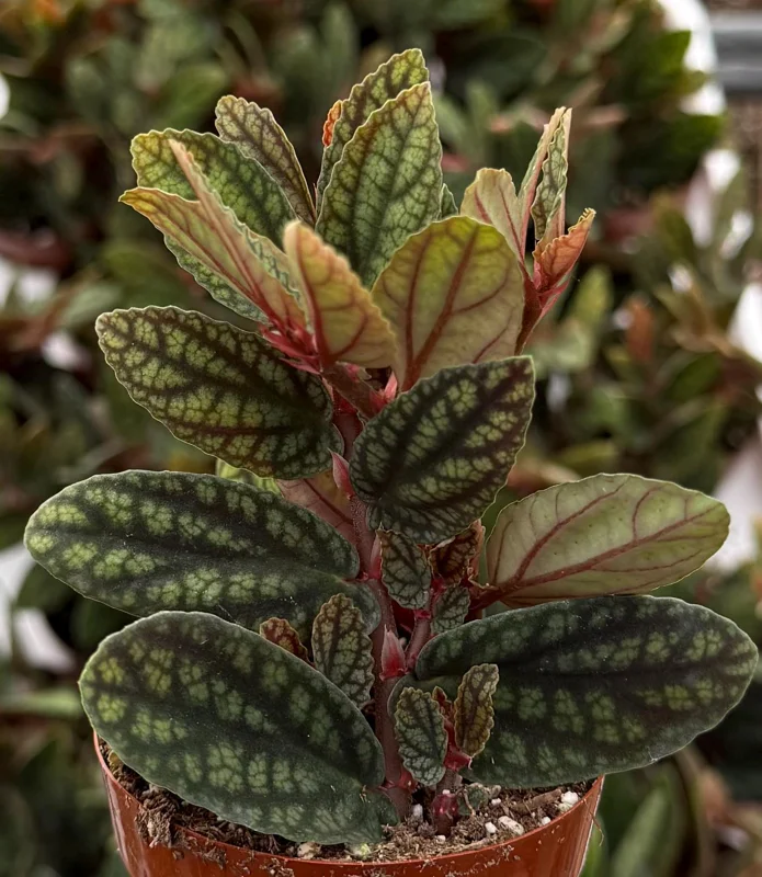 Pellionia Pulchra Rainbow Vine Live Plant – 2.5 Inch Pot – Indoor Houseplant - Image 2