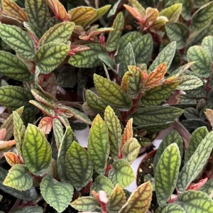 Pellionia Pulchra Rainbow Vine Live Plant – 2.5 Inch Pot – Indoor Houseplant - Image 3