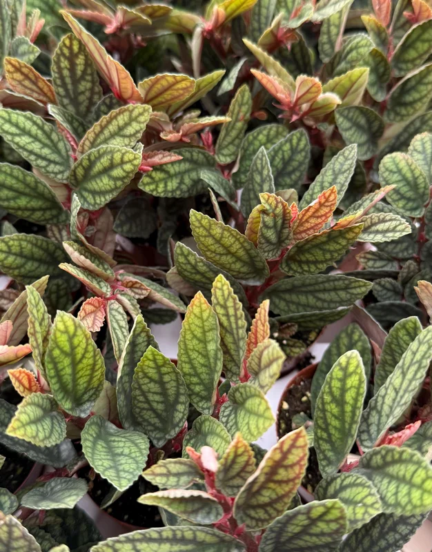 Pellionia Pulchra Rainbow Vine Live Plant – 2.5 Inch Pot – Indoor Houseplant - Image 3