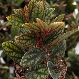 Pellionia Pulchra Rainbow Vine Live Plant – 2.5 Inch Pot – Indoor Houseplant - Image 1