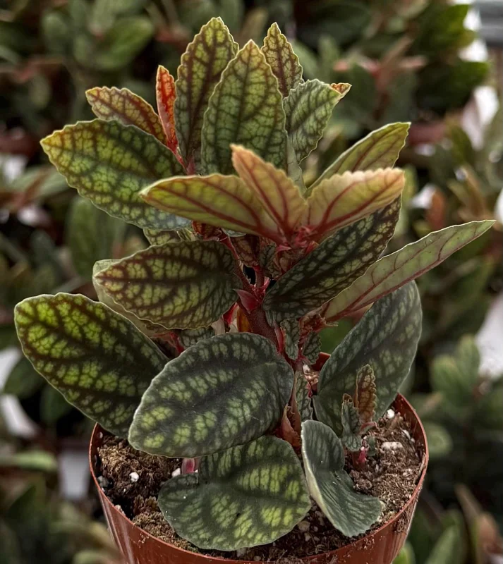 Pellionia Pulchra Rainbow Vine Live Plant – 2.5 Inch Pot – Indoor Houseplant - Image 1