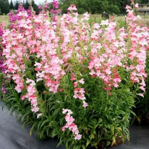 Penstemon Flock of Flamingo Live Plug Plant - 2-5 Inch Tall - Pink Perennial - Image 2