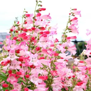 Penstemon Flock of Flamingo Live Plug Plant - 2-5 Inch Tall - Pink Perennial - Image 3