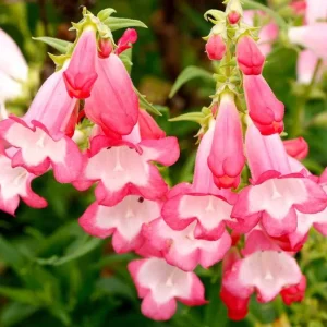 Penstemon Flock of Flamingo Live Plug Plant - 2-5 Inch Tall - Pink Perennial - Image 1