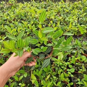 Peperomia Angulata Live Plant - Trailing Vine, 4 Inch Pot - Indoor Tropical Houseplant - Image 2