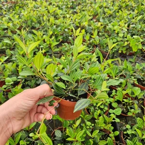 Peperomia Angulata Live Plant - Trailing Vine, 4 Inch Pot - Indoor Tropical Houseplant - Image 3