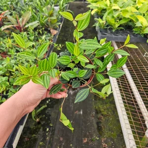 Peperomia Angulata Live Plant - Trailing Vine, 4 Inch Pot - Indoor Tropical Houseplant - Image 4