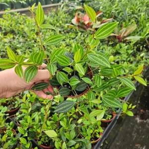 Peperomia Angulata Live Plant - Trailing Vine, 4 Inch Pot - Indoor Tropical Houseplant - Image 5