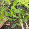 Peperomia Angulata Live Plant - Trailing Vine, 4 Inch Pot - Indoor Tropical Houseplant - Image 1