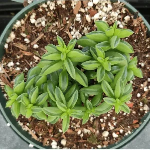 Peperomia Axillaris Succulent Live Plant 2 Inch for Indoor Outdoor Home Office Garden Decor - Image 5