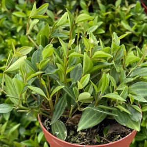 Peperomia Beetle Live Plant – Trailing Houseplant – 4 Inch Pot – Indoor - Image 2