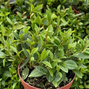 Peperomia Beetle Live Plant – Trailing Houseplant – 4 Inch Pot – Indoor - Image 3