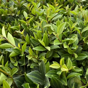 Peperomia Beetle Live Plant – Trailing Houseplant – 4 Inch Pot – Indoor - Image 4