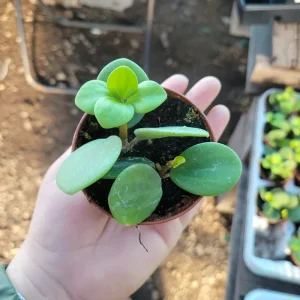 Peperomia Hope Live Plant – 2in & 4in Pots – Indoor Houseplant - Image 2