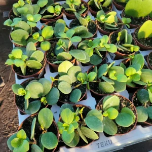 Peperomia Hope Live Plant – 2in & 4in Pots – Indoor Houseplant - Image 3