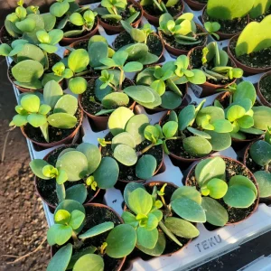 Peperomia Hope Live Plant – 2in & 4in Pots – Indoor Houseplant - Image 4