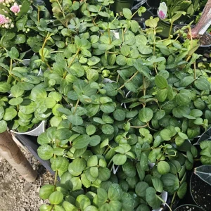 Peperomia Hope Live Plant – 2in & 4in Pots – Indoor Houseplant - Image 6