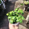 Peperomia Hope Live Plant – 2in & 4in Pots – Indoor Houseplant - Image 1