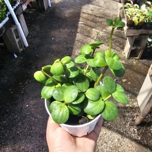 Peperomia Hope Live Plant – 2in & 4in Pots – Indoor Houseplant - Image 1