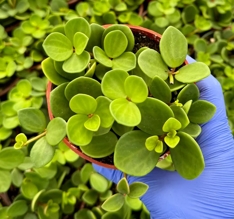 Peperomia Hope Live Plant – Trailing Succulent for Hanging Baskets, 4-6 Inch Pot, Indoor Houseplant - Image 2