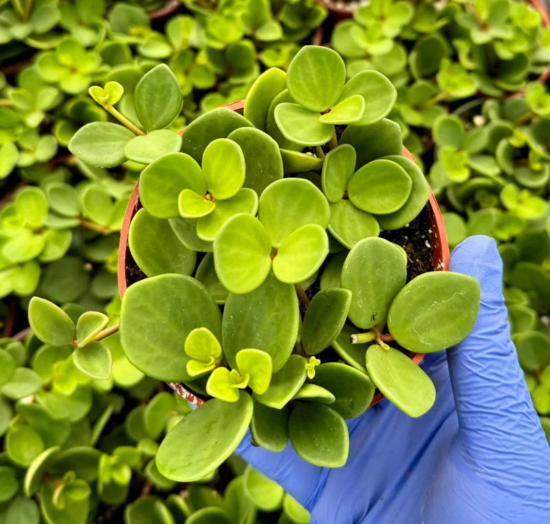 Peperomia Hope Live Plant – Trailing Succulent for Hanging Baskets, 4-6 Inch Pot, Indoor Houseplant - Image 3