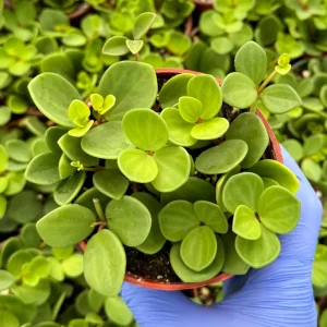 Peperomia Hope Live Plant – Trailing Succulent for Hanging Baskets, 4-6 Inch Pot, Indoor Houseplant - Image 4