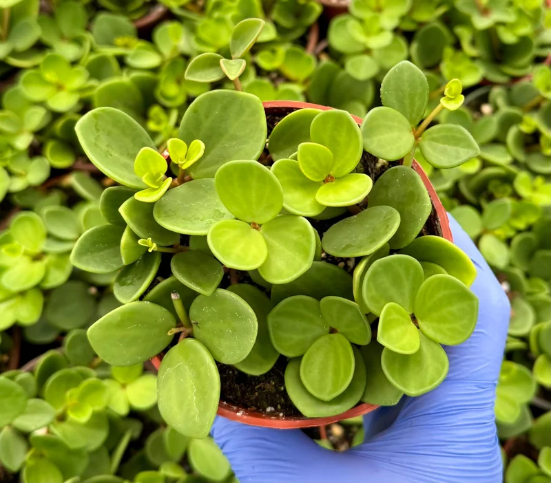 Peperomia Hope Live Plant – Trailing Succulent for Hanging Baskets, 4-6 Inch Pot, Indoor Houseplant - Image 4