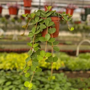 Peperomia Hope Live Plant – Trailing Succulent for Hanging Baskets, 4-6 Inch Pot, Indoor Houseplant - Image 1