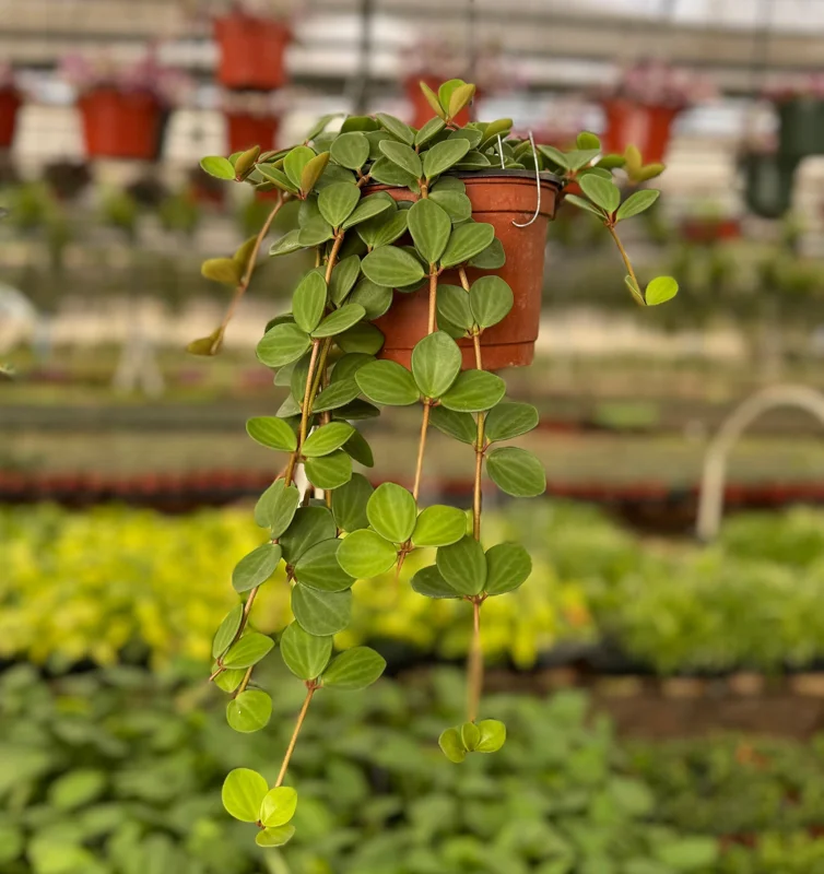 Peperomia Hope Live Plant – Trailing Succulent for Hanging Baskets, 4-6 Inch Pot, Indoor Houseplant - Image 1
