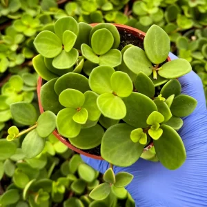 Peperomia Hope Live Plant – Trailing Succulent Houseplant – 4 Inch or 6 Inch Pot - Image 2