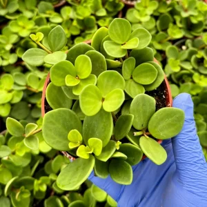 Peperomia Hope Live Plant – Trailing Succulent Houseplant – 4 Inch or 6 Inch Pot - Image 3